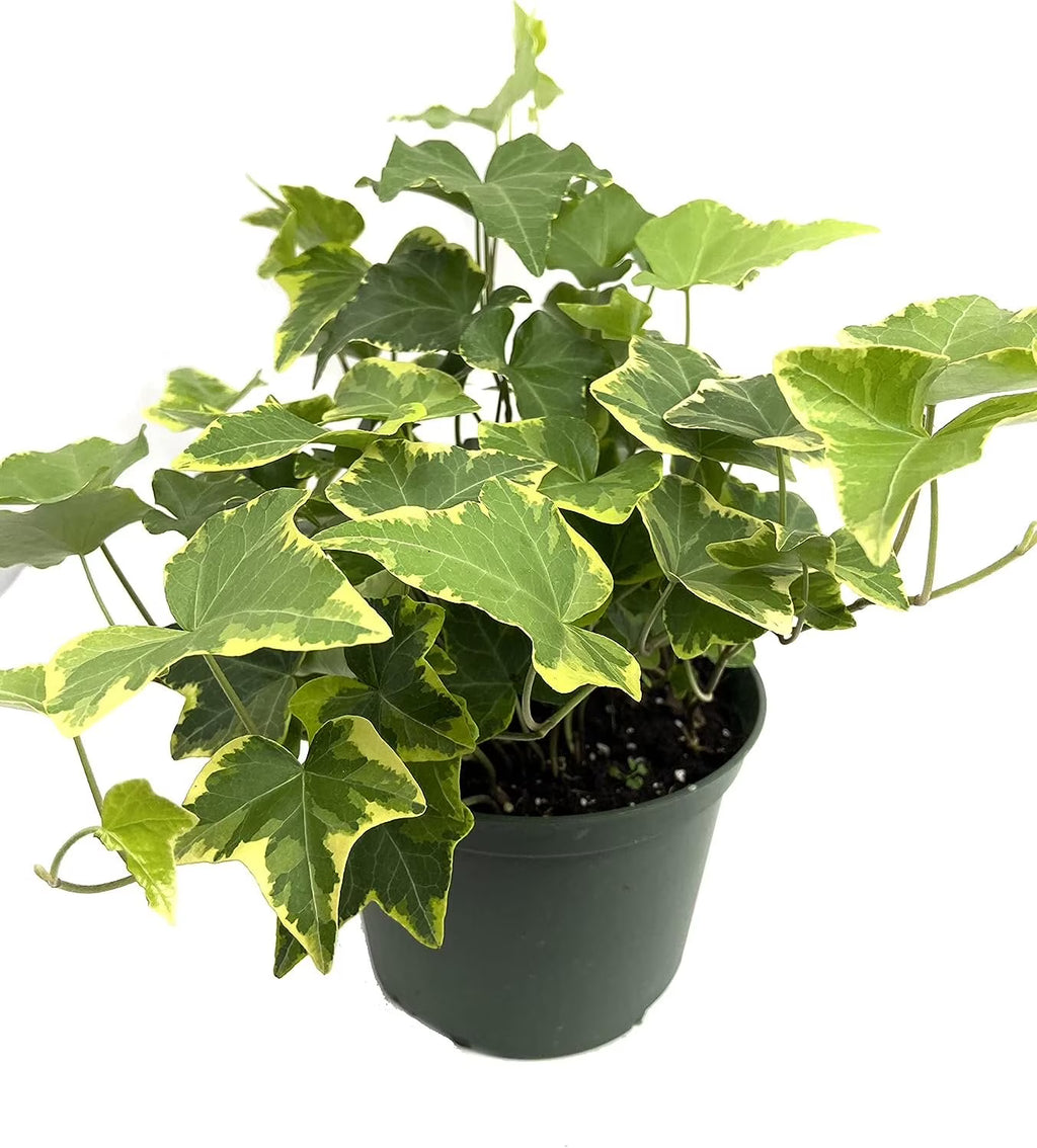 English Ivy Live Plant in 6 Inch Pot X64170