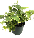 English Ivy Live Plant in 6 Inch Pot X64170