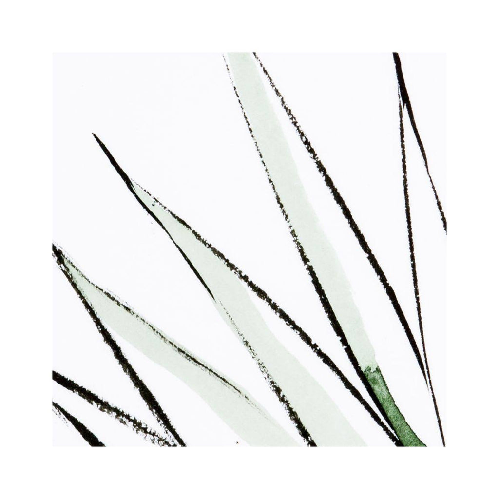 Agave Crop R65345