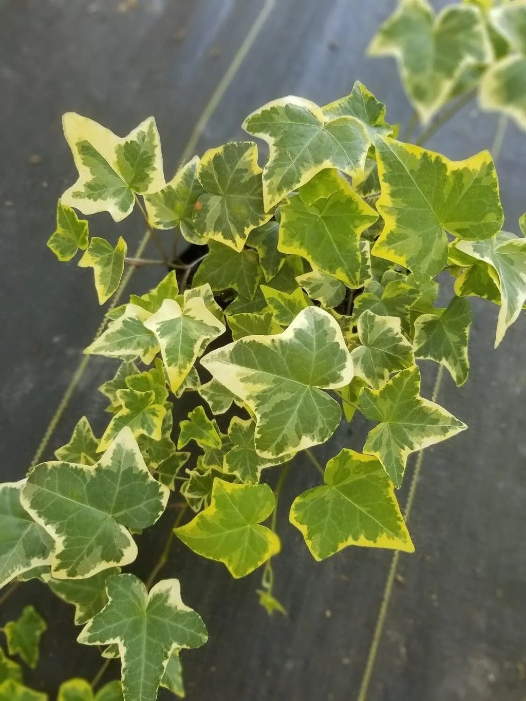 English Ivy Live Plant in 6 Inch Pot X64170