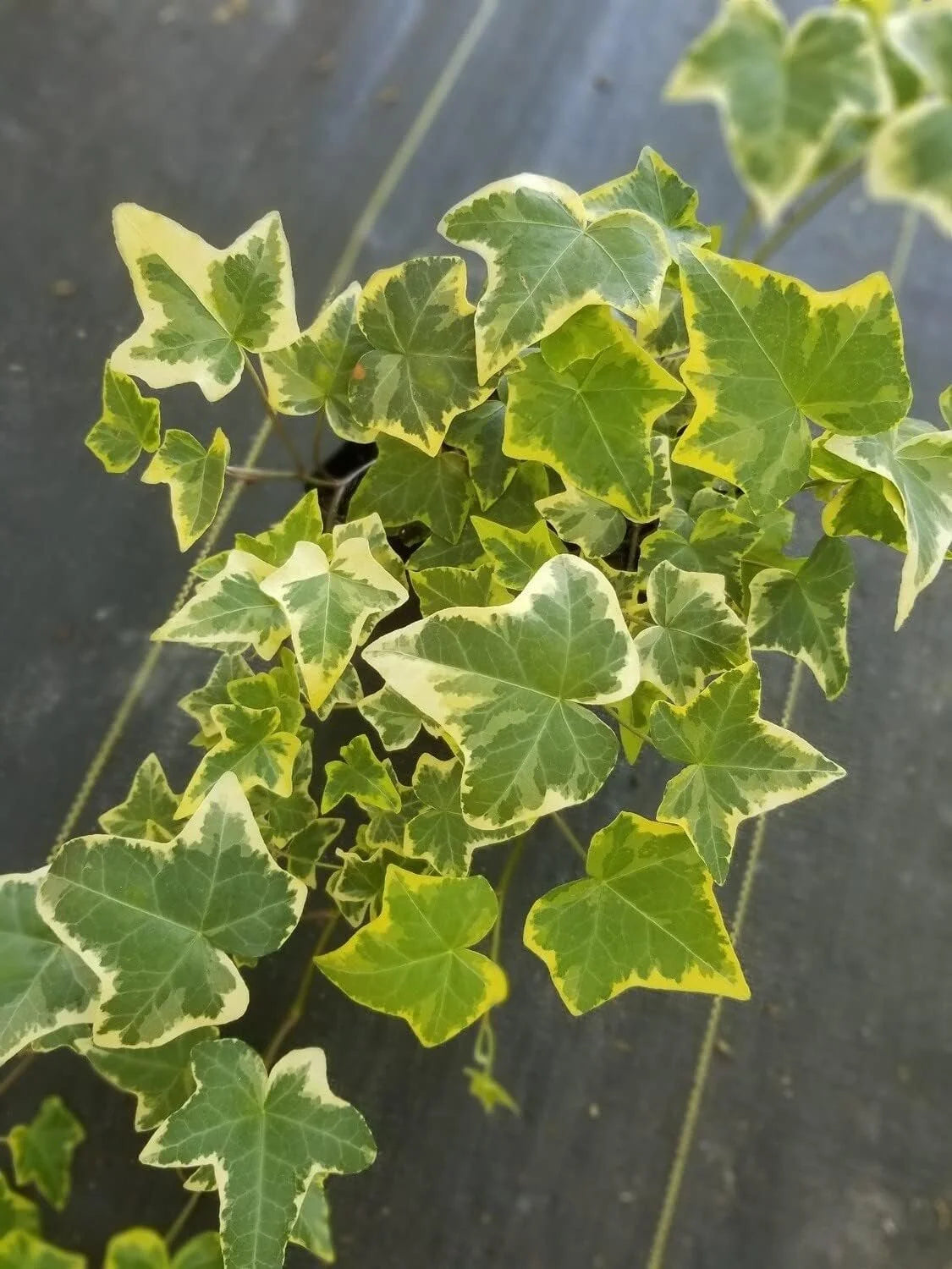 English Ivy Live Plant in 6 Inch Pot X64170