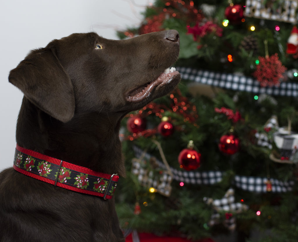 Black Candy Cane Martingale Dog Collar, 1 1/2 inch, Large Y930491