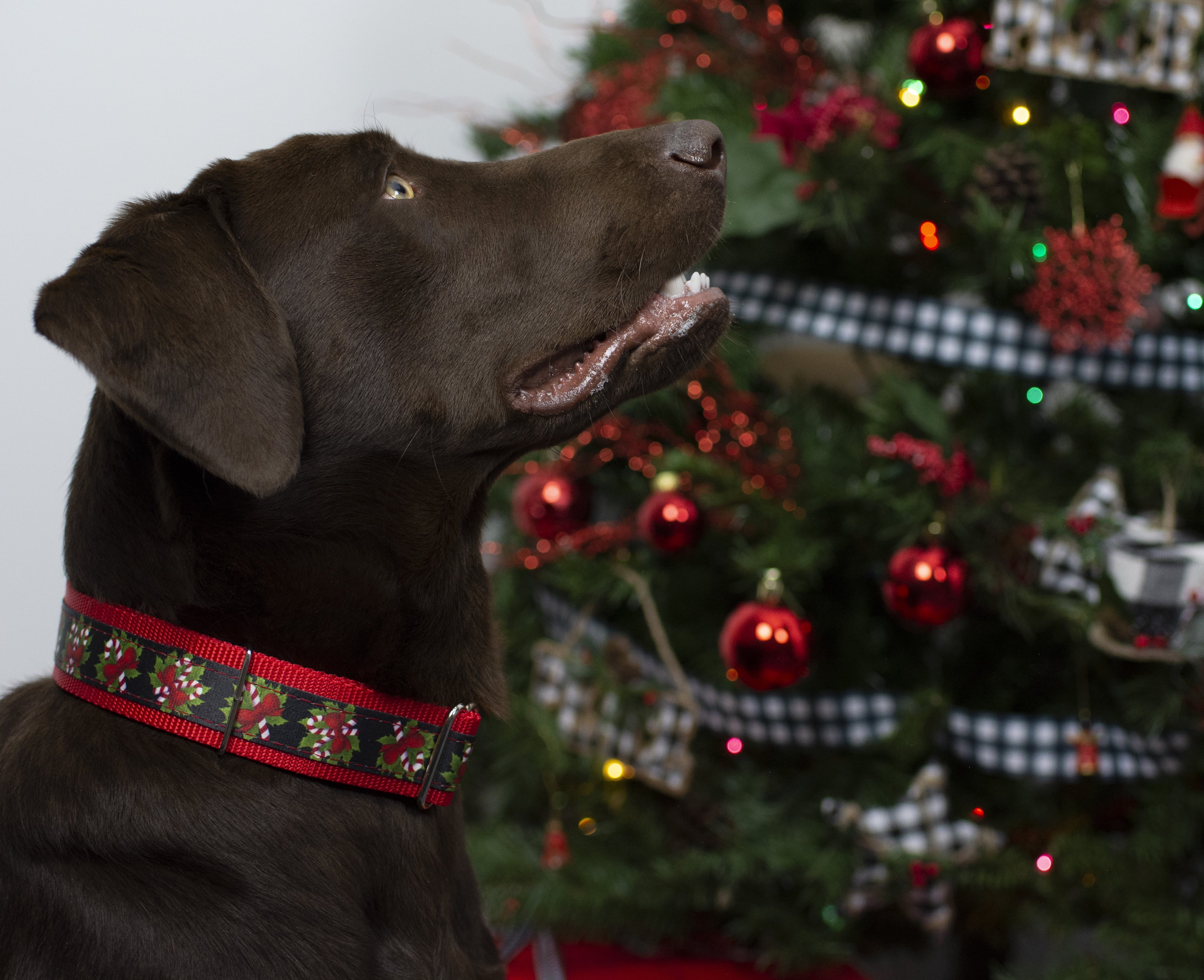 Black Candy Cane Martingale Dog Collar, 1 1/2 inch, Large Y930491