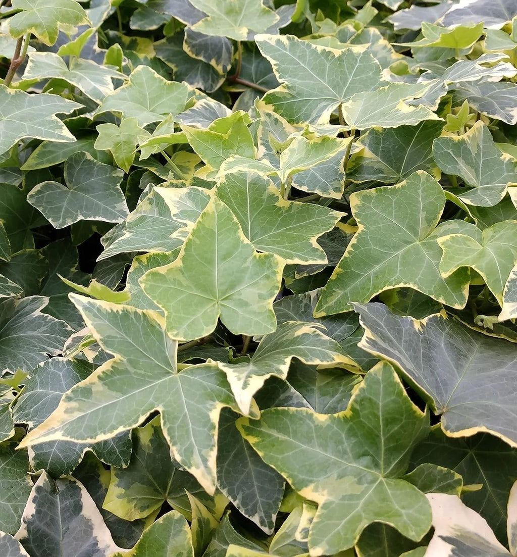 English Ivy Live Plant in 6 Inch Pot X64170