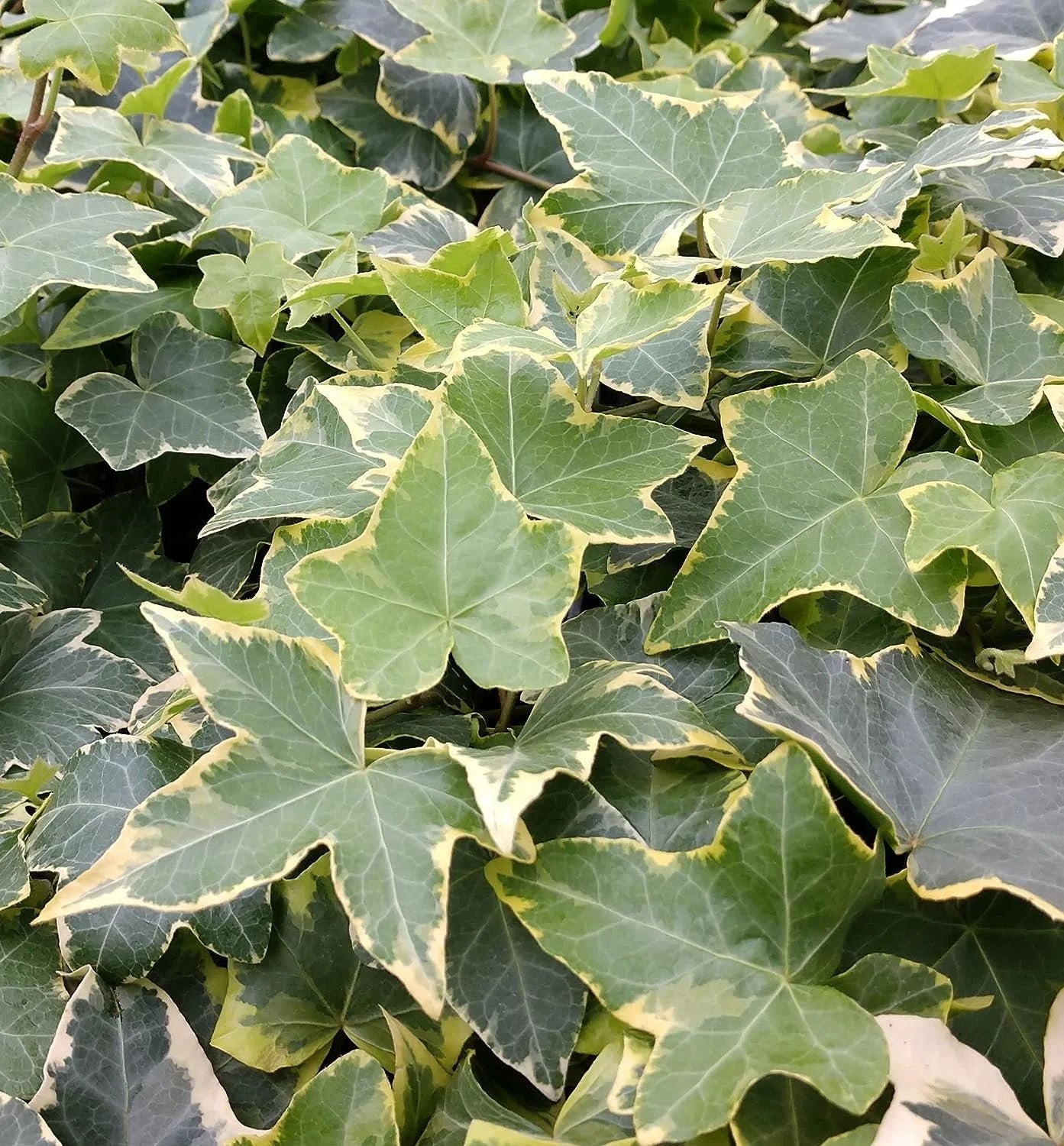 English Ivy Live Plant in 6 Inch Pot X64170