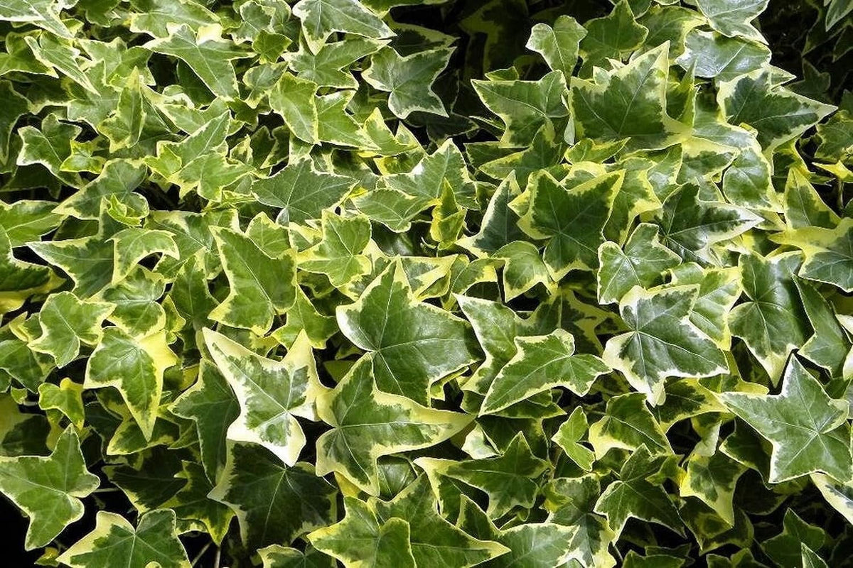English Ivy Live Plant in 6 Inch Pot X64170