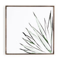 Agave Crop R65345