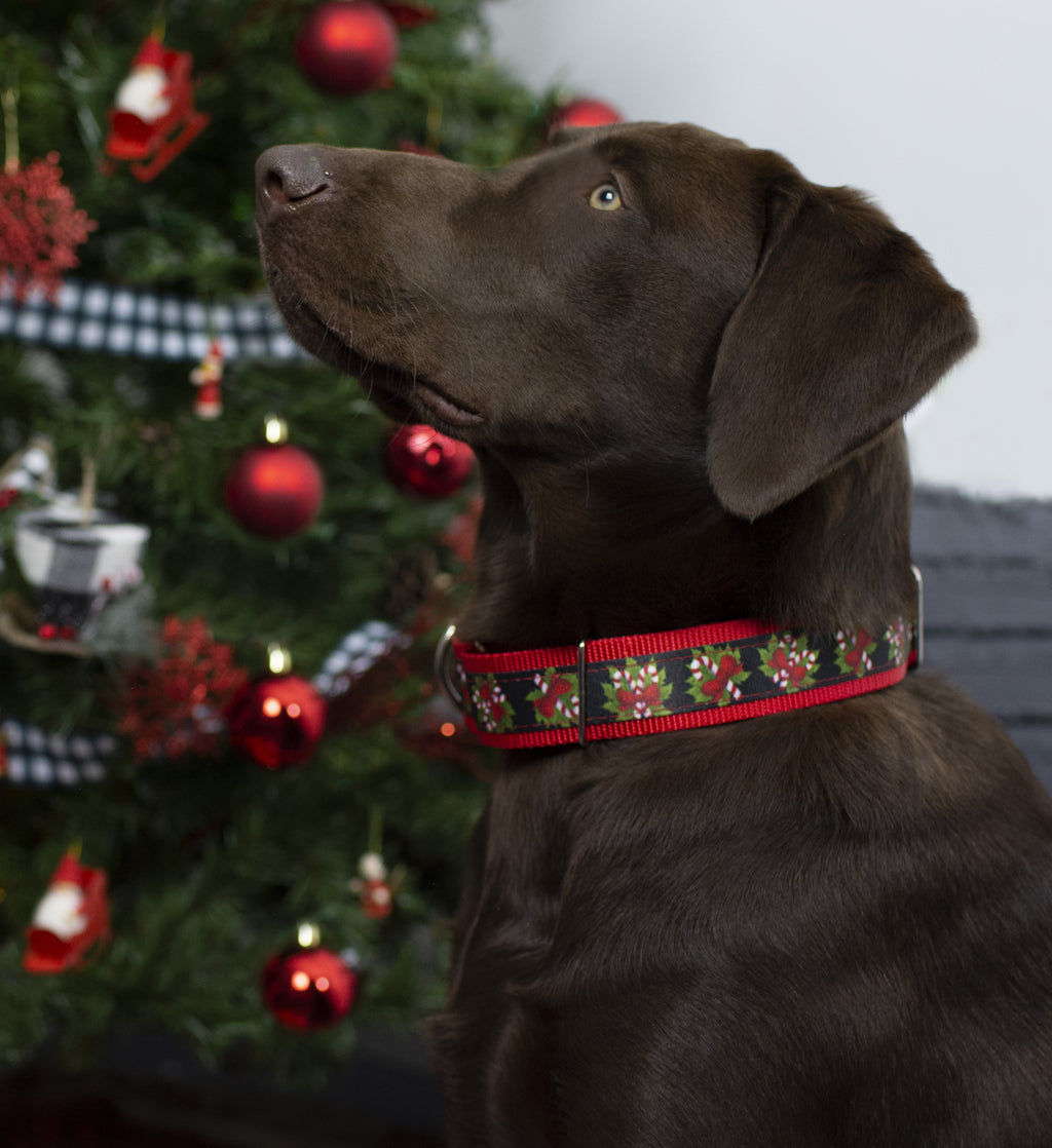 Black Candy Cane Martingale Dog Collar, 1 1/2 inch, Large Y930491