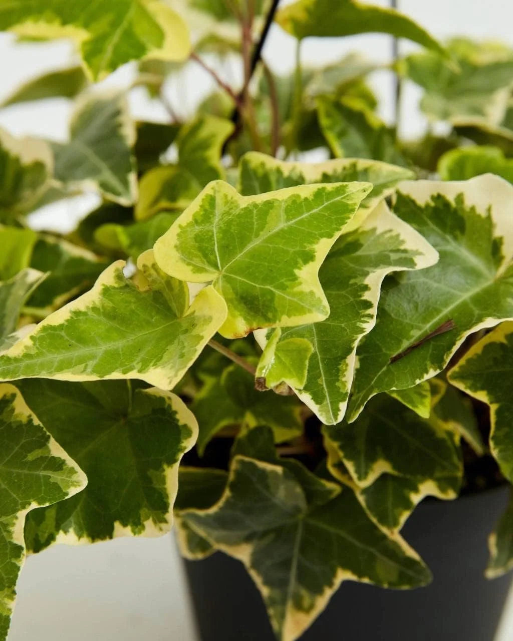English Ivy Live Plant in 6 Inch Pot X64170