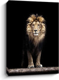 Black Canvas Print Lion Wall Art 24x32 inch Y84582