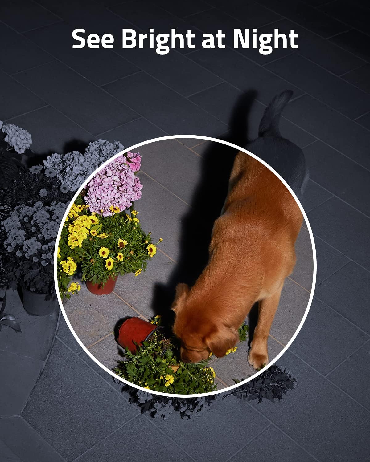 Wireless Outdoor Security Spotlight Camera with Color Night Vision K656